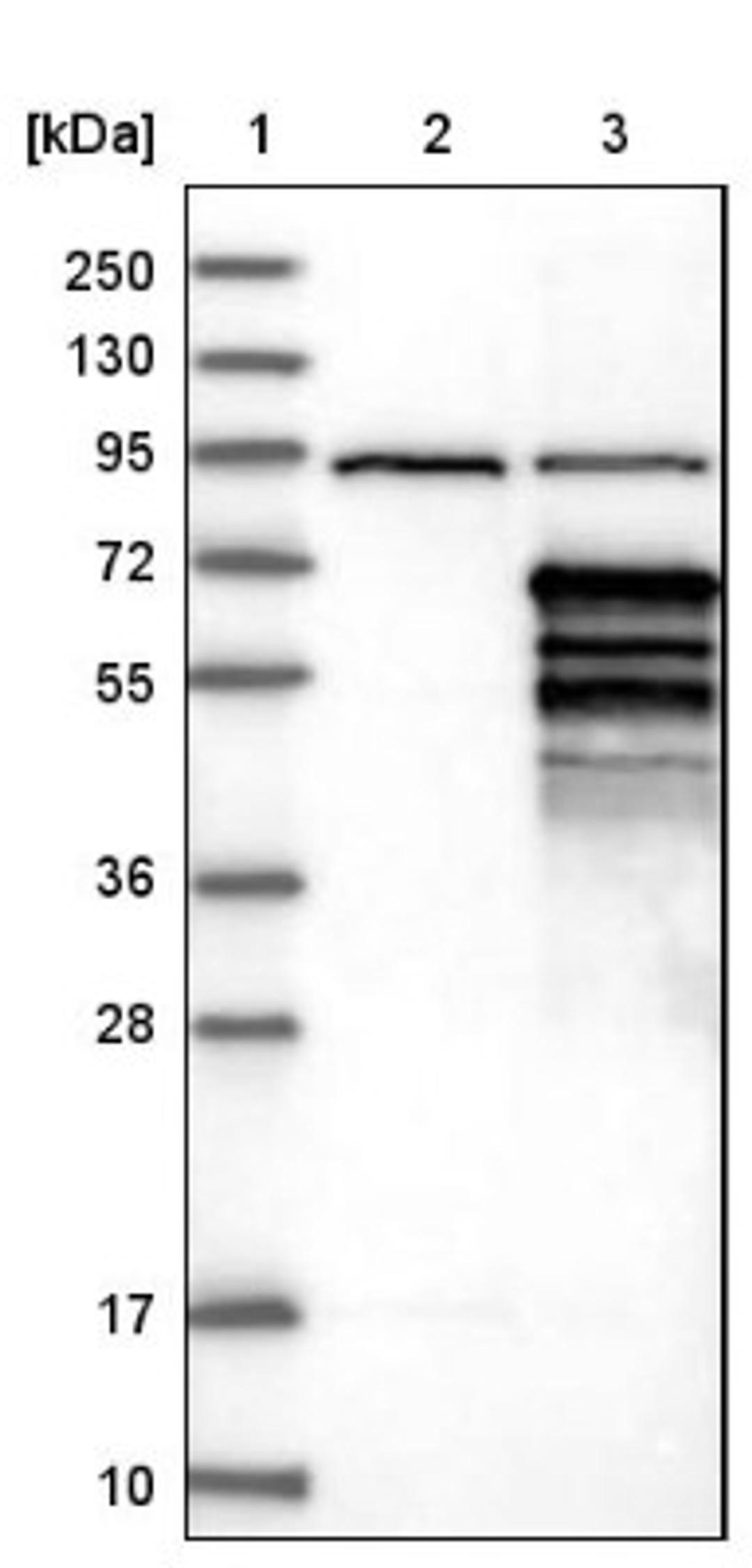 Western Blot: MEIS2 Antibody [NBP1-81669] - Lane 1: Marker [kDa] 250, 130, 95, 72, 55, 36, 28, 17, 10<br/>Lane 2: Negative control (vector only transfected HEK293T lysate)<br/>Lane 3: Over-expression lysate (Co-expressed with a C-terminal myc-DDK tag (~3.1 kDa) in mammalian HEK293T cells, LY406904)