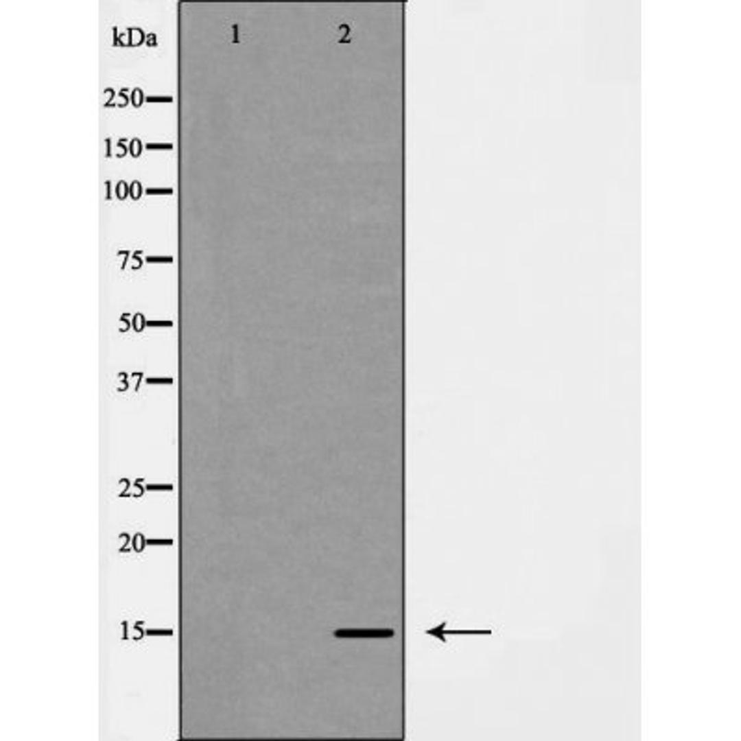 Western blot analysis of HeLa cells using LEG7 antibody