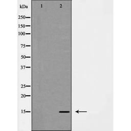 Western blot analysis of HeLa cells using LEG7 antibody