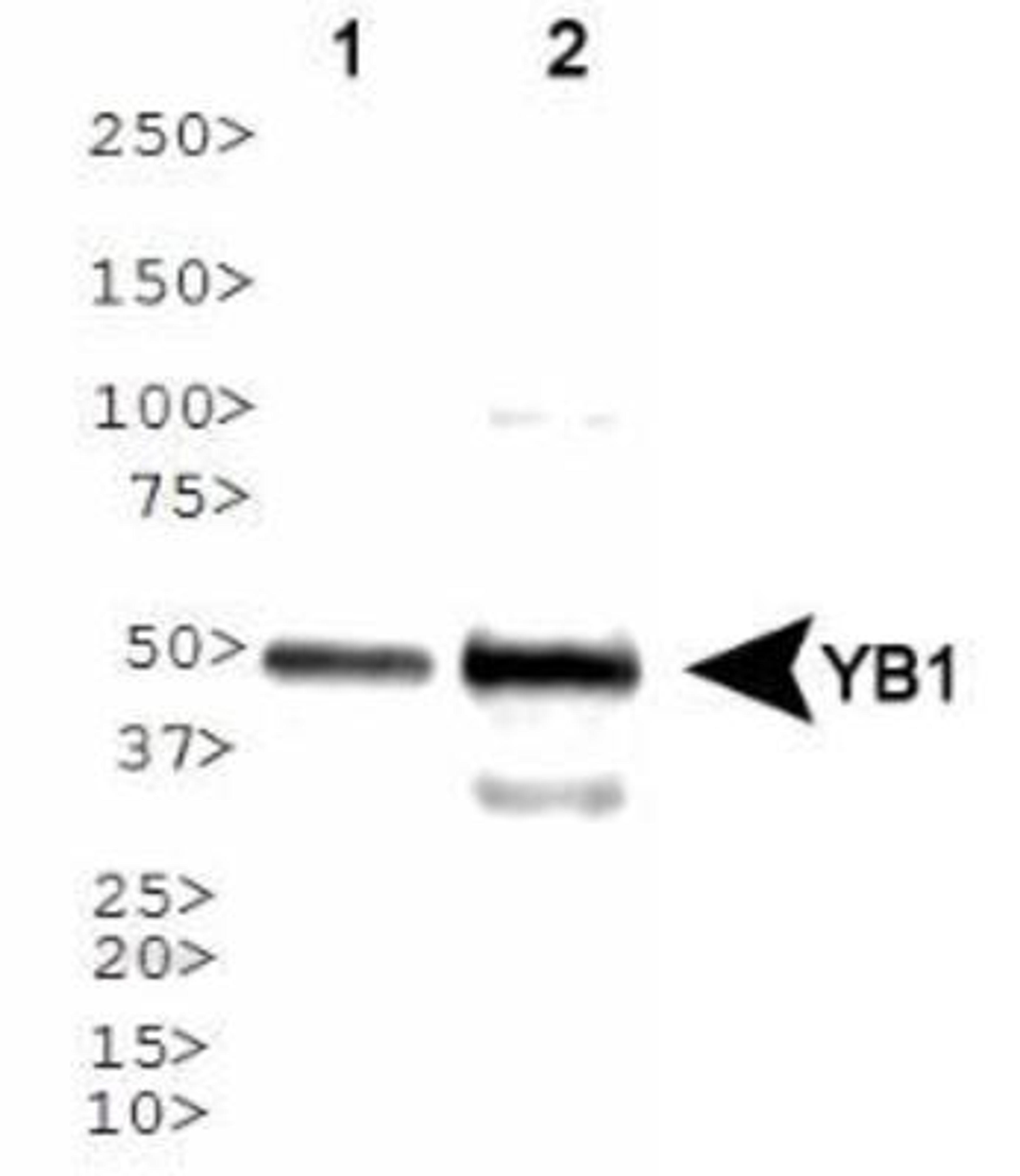 Western Blot: YB1 Antibody [NBP1-97572] - Western blot analysis of YB1 expression in 1) HeLa and 2) NTera2 whole cell lysates using NBP1-97572.