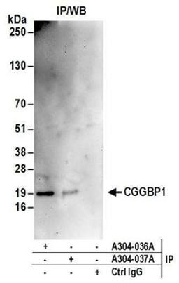 Detection of human CGGBP1 by western blot of immunoprecipitates.