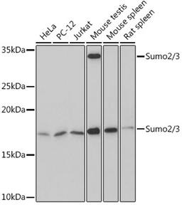 Western blot - Sumo2/3 Rabbit mAb (A5066)