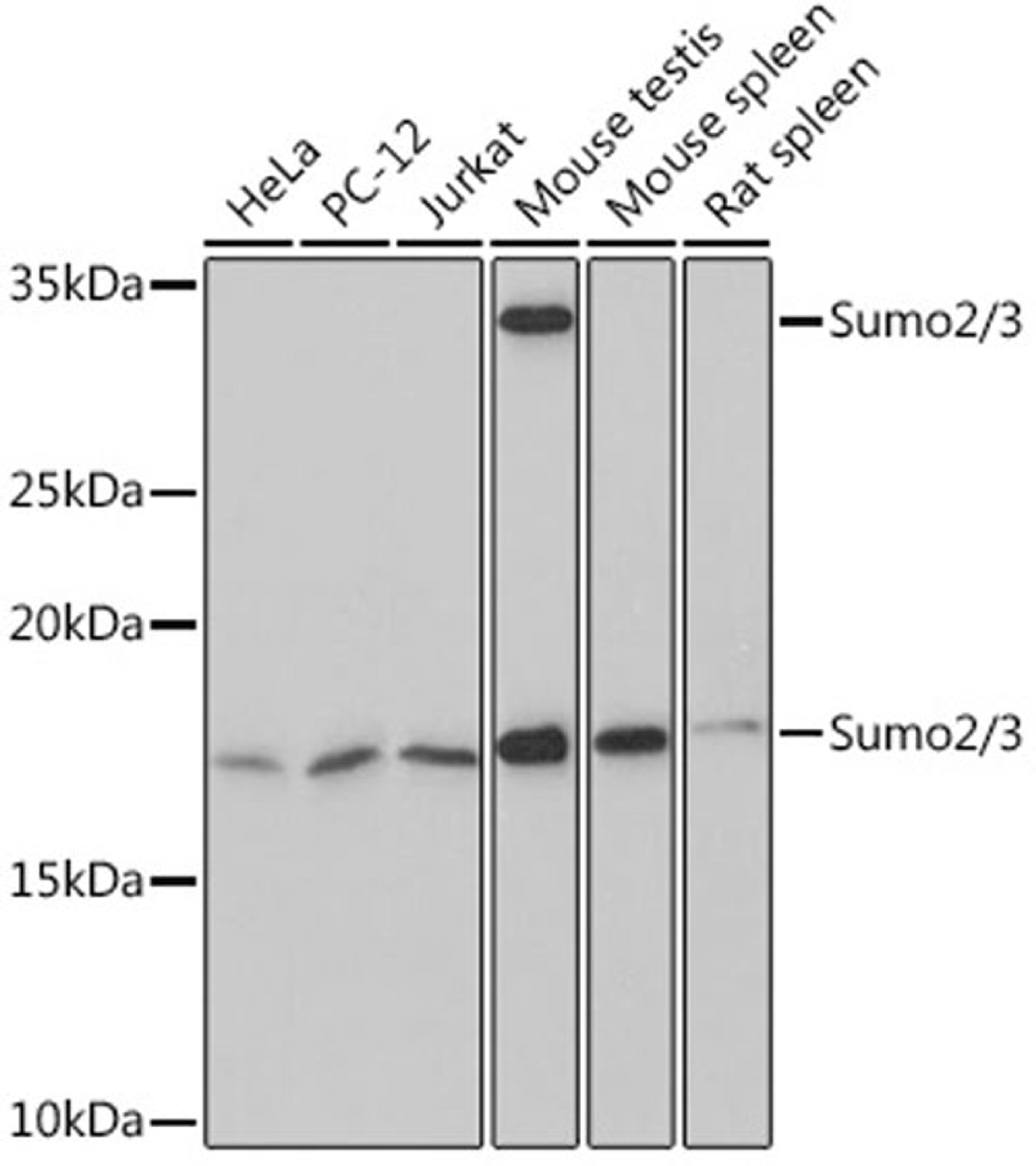 Western blot - Sumo2/3 Rabbit mAb (A5066)