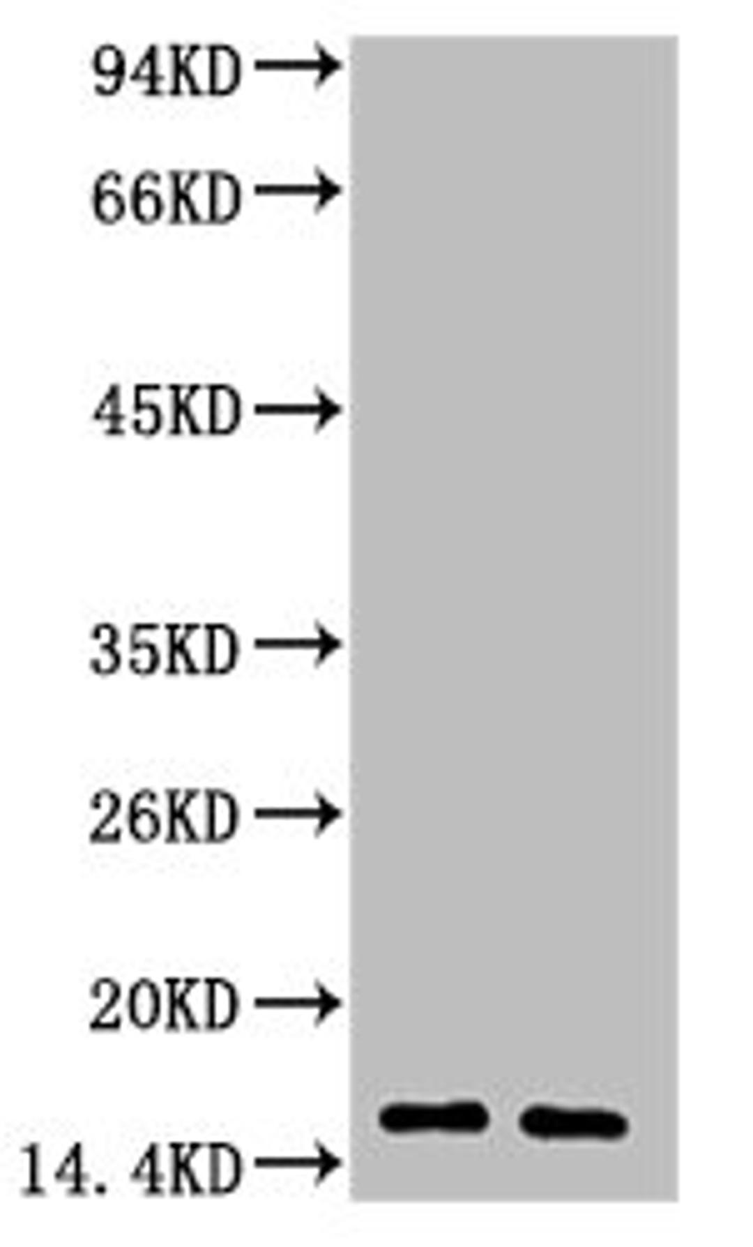 Western blot analysis of 1) Human Milk, 2) Milk, diluted at 1:3000.