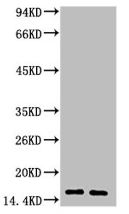 Western blot analysis of 1) Human Milk, 2) Milk, diluted at 1:3000.