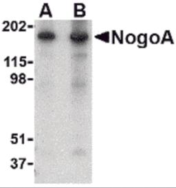 Western blot analysis of NogoA in mouse brain tissue lysate with NogoA antibody at (A) 0.5 and (B) 1 &#956;g/mL.