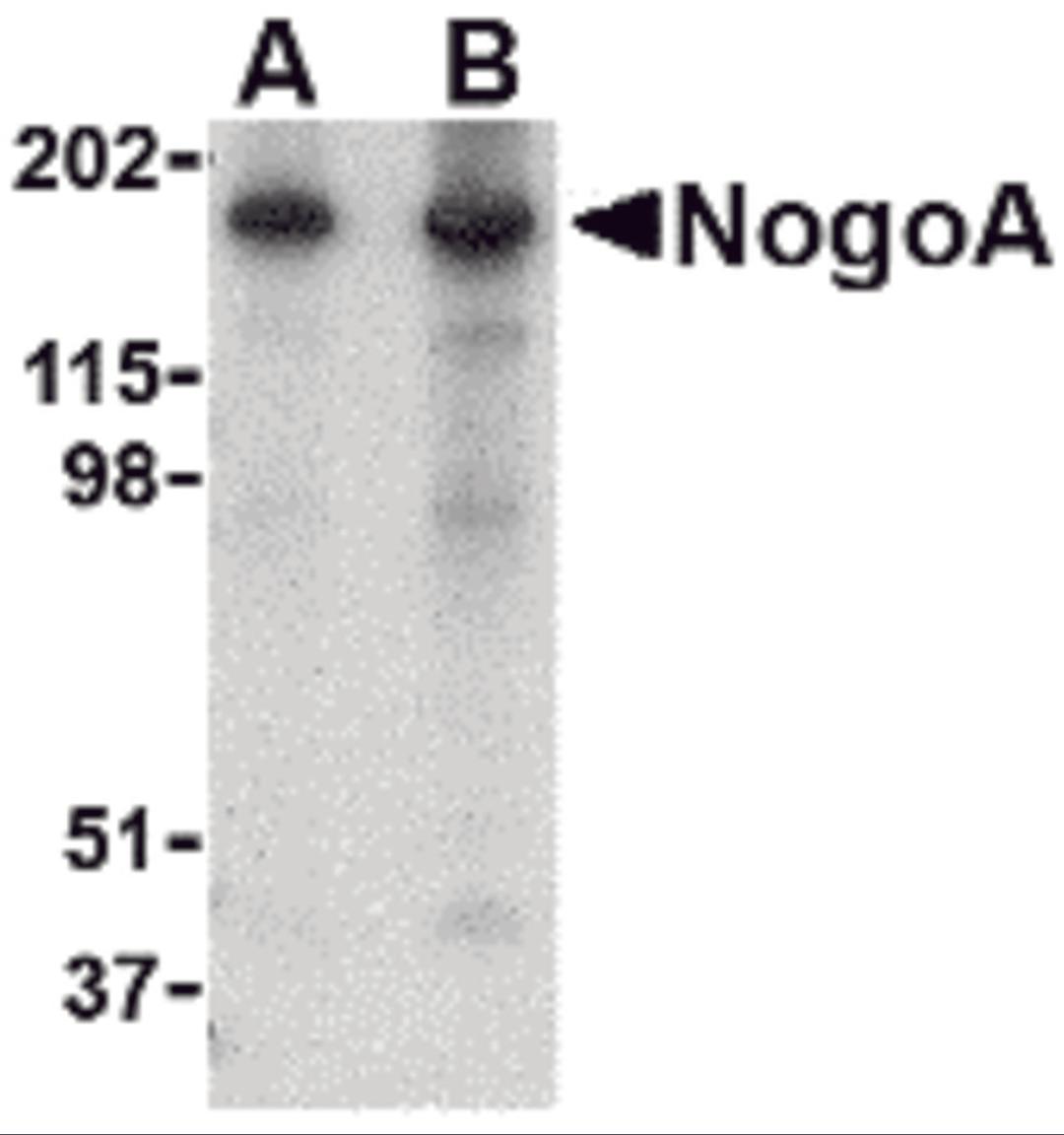 Western blot analysis of NogoA in mouse brain tissue lysate with NogoA antibody at (A) 0.5 and (B) 1 μg/mL.
