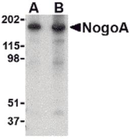 Western blot analysis of NogoA in mouse brain tissue lysate with NogoA antibody at (A) 0.5 and (B) 1 μg/mL.