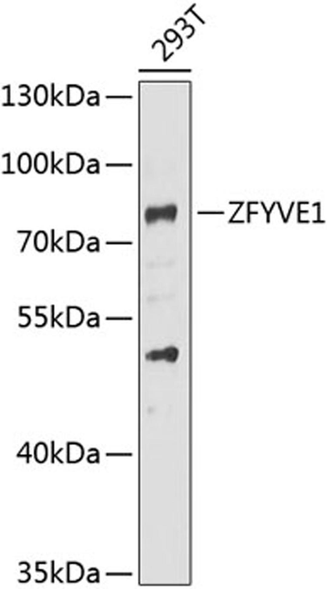 Western blot - ZFYVE1 antibody (A7527)