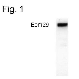 Western Blot: ECM29 Antibody [NB100-74407] - Analysis of Ecm29 in HeLa cells.