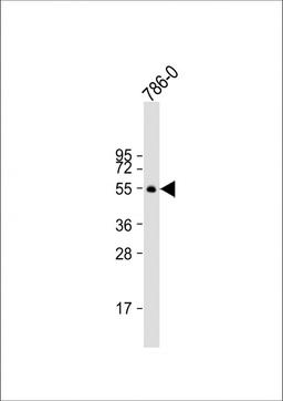 Western Blot at 1:2000 dilution + 786-0 whole cell lysate Lysates/proteins at 20 ug per lane.