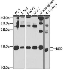 Western blot - BLID antibody (A7275)