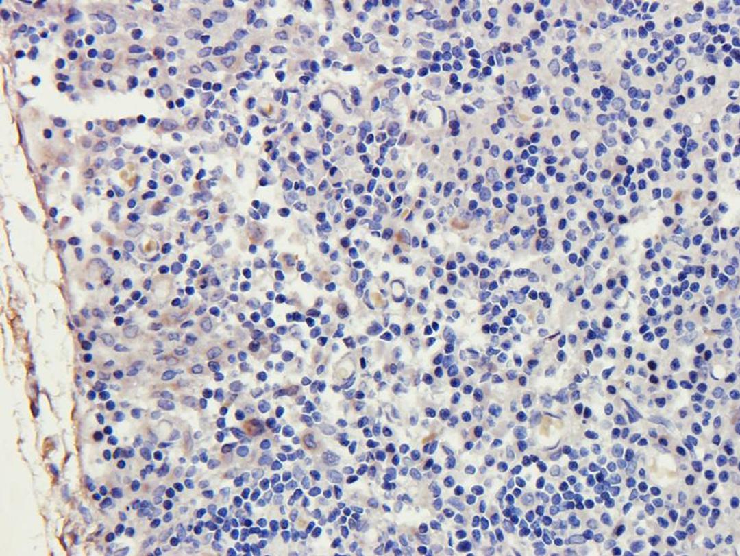 Immunohistochemical staining of rat lymph node tissue using anti-ILT2 (2.5 ug/ml)