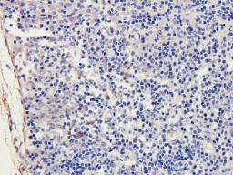 Immunohistochemical staining of rat lymph node tissue using anti-ILT2 (2.5 ug/ml)