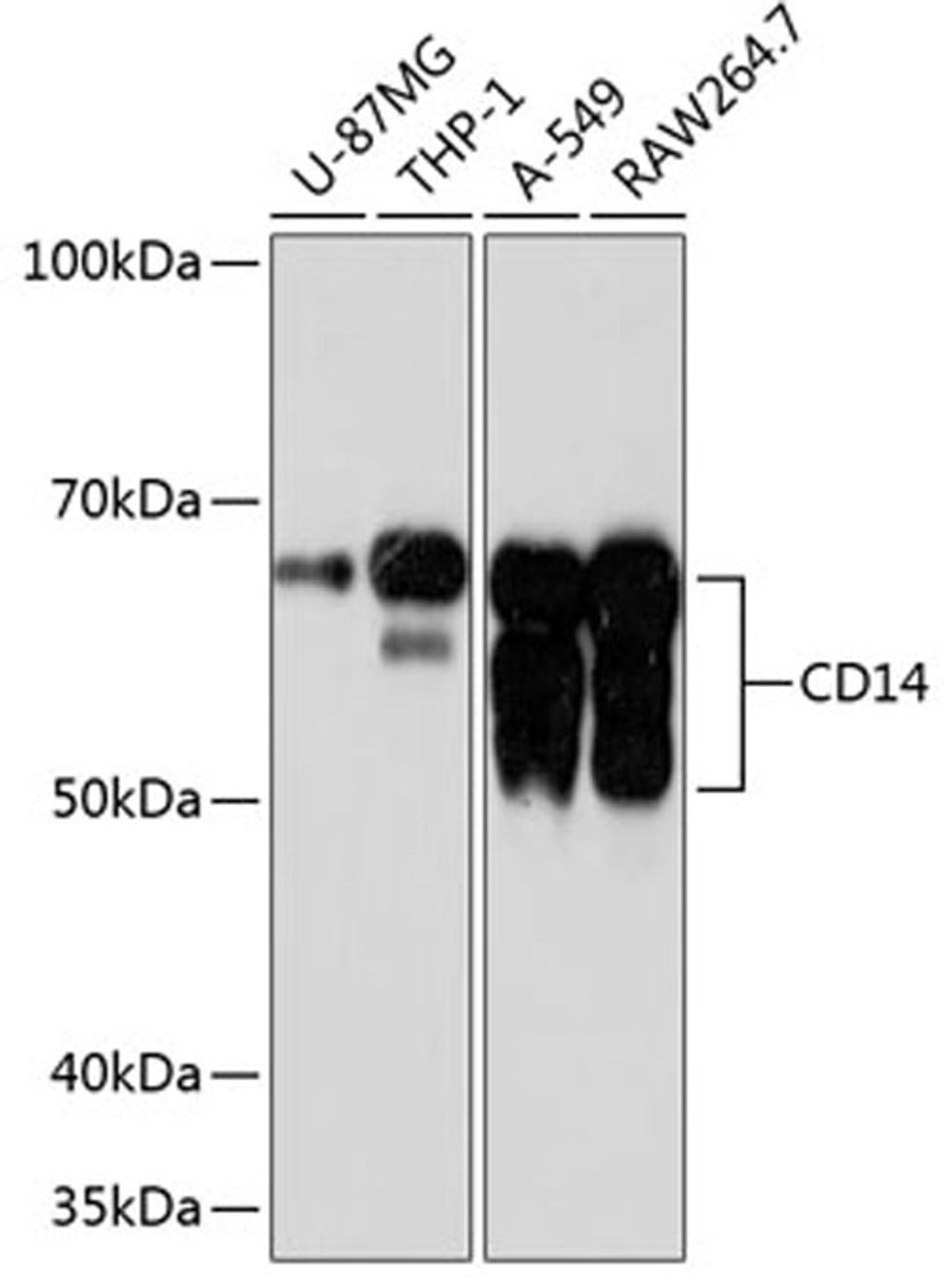 Western blot - CD14 antibody (A19011)