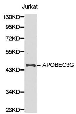 Western blot analysis of extracts of Jurkat cell line using APOBEC3G antibody