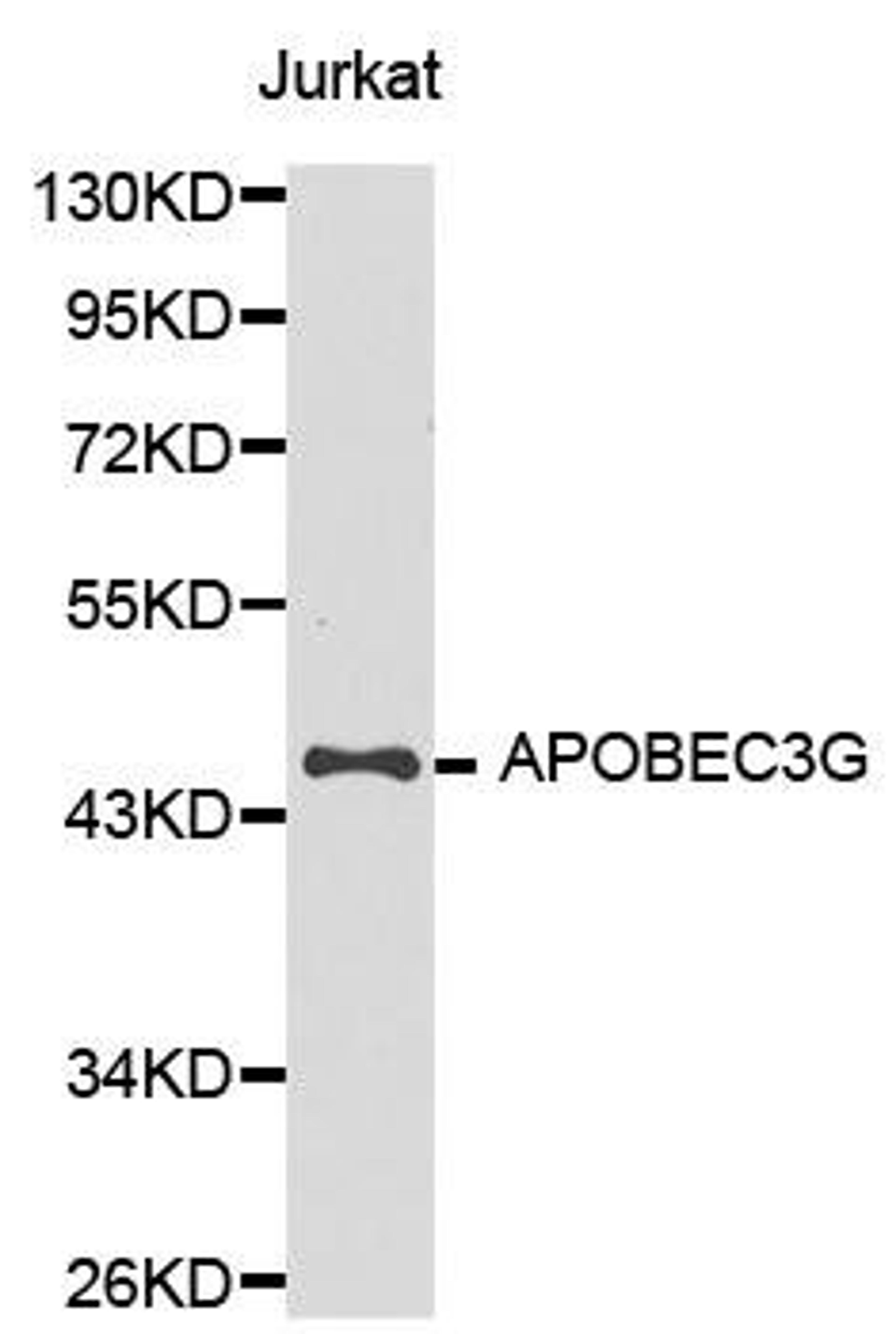 Western blot analysis of extracts of Jurkat cell line using APOBEC3G antibody