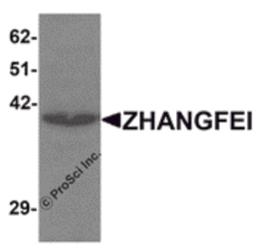 Western blot analysis of ZHANGFEI in K562 cell lysate with ZHANGFEI antibody at 1 μg/mL.
