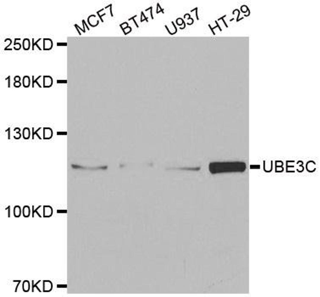 Western blot analysis of extracts of various cell lines using UBE3C antibody