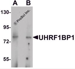 Western blot analysis of UHRF1BP1 in mouse kidney tissue lysate with UHRF1BP1 antibody at (A) 1 and (B) 2 &#956;g/mL.