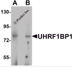 Western blot analysis of UHRF1BP1 in mouse kidney tissue lysate with UHRF1BP1 antibody at (A) 1 and (B) 2 μg/mL.