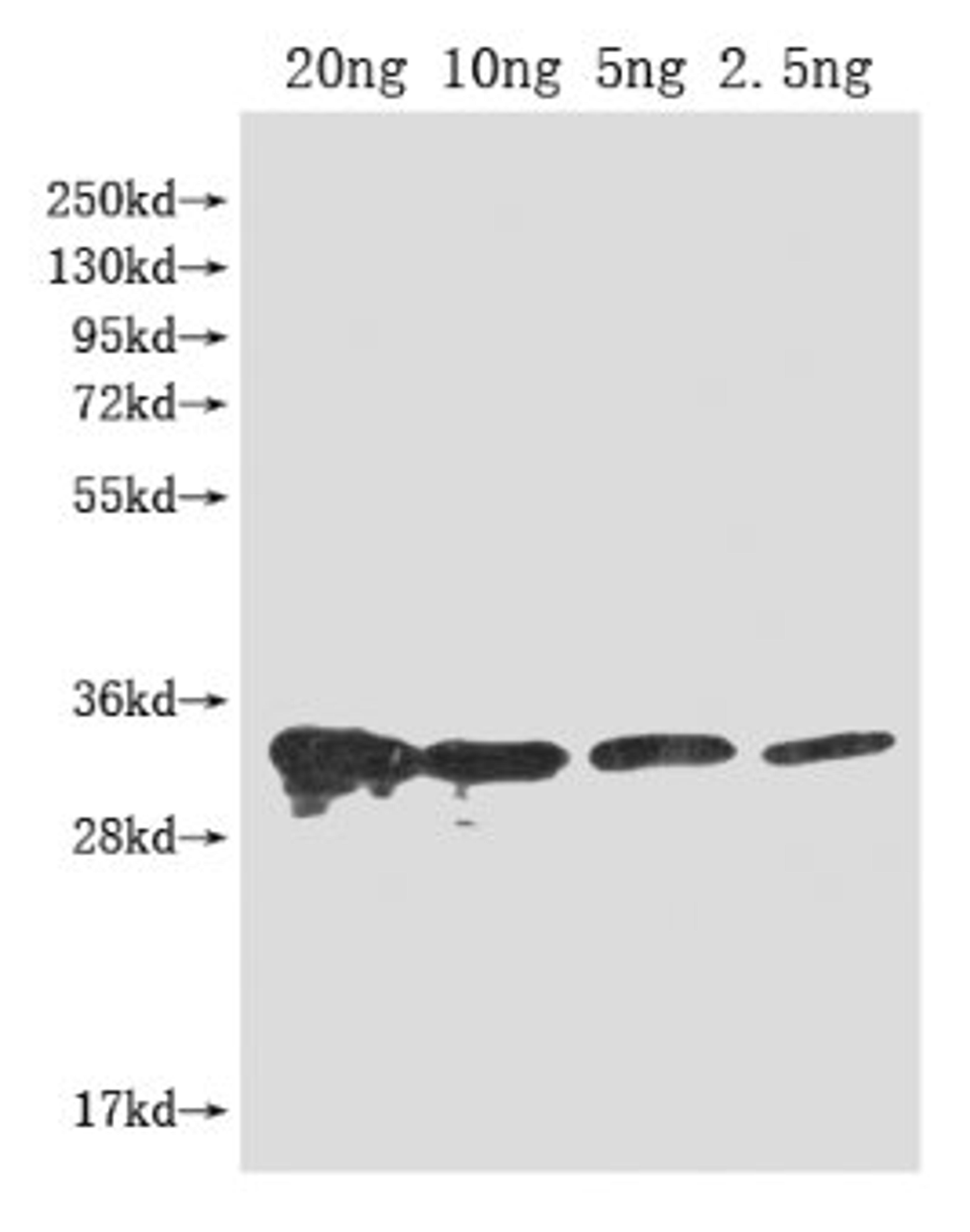 Western Blot. Positive WB detected in Recombinant protein. All lanes: PFP-BETA1 antibody at 1:2000. Secondary. Goat polyclonal to rabbit IgG at 1/50000 dilution. Predicted band size: 33 kDa. Observed band size: 33 kDa. 