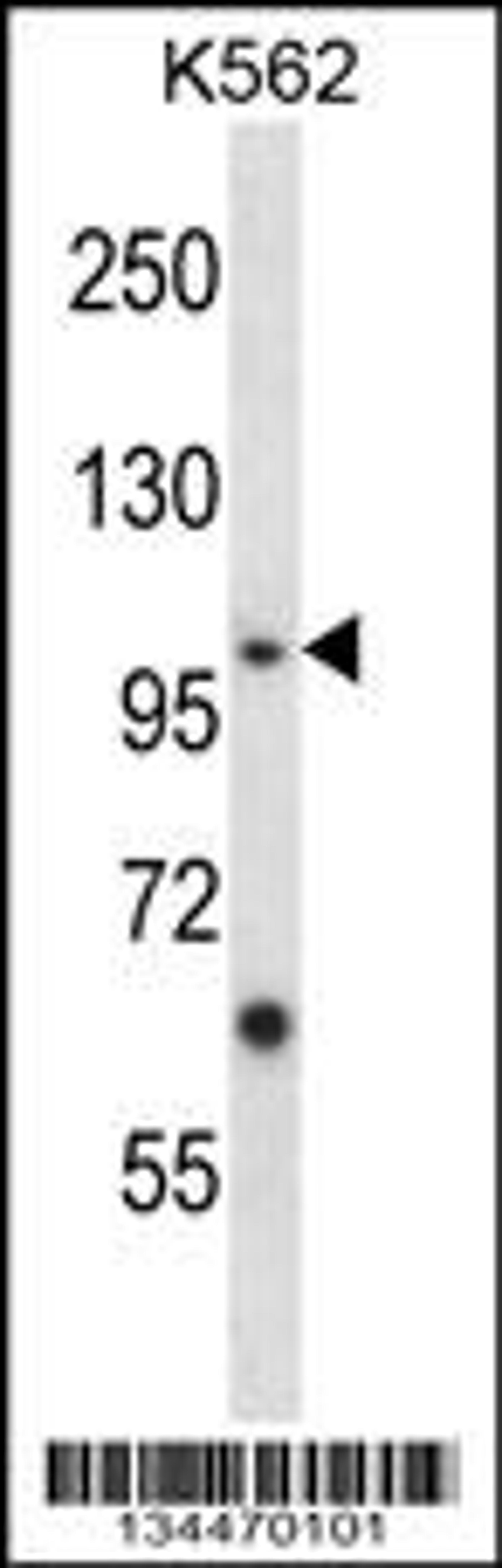 Western blot analysis in K562 cell line lysates (35ug/lane).