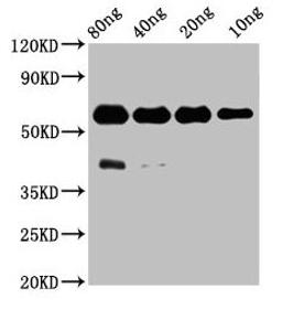 Western Blot. Positive WB detected in Recombinant protein. All lanes: ptprsa antibody at 3.1µg/ml. Secondary. Goat polyclonal to rabbit IgG at 1/50000 dilution. Predicted band size: 48 kDa. Observed band size: 60 kDa