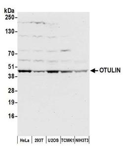 Detection of human and mouse OTULIN by WB.