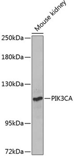 Western blot - PIK3CA Antibody (A12484)