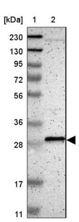 Western Blot: C7orf58 Antibody [NBP1-93947] - Lane 1: Marker [kDa] 230, 130, 95, 72, 56, 36, 28, 17, 11<br/>Lane 2: Human cell line RT-4