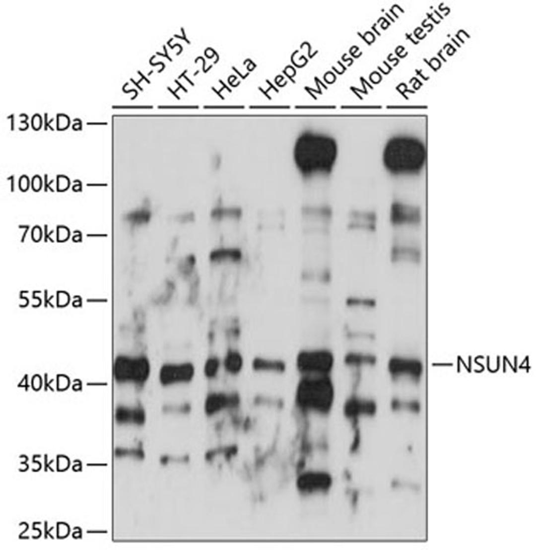 Western blot - NSUN4 antibody (A14983)