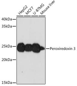 Western blot - Peroxiredoxin 3 Rabbit mAb (A2398)