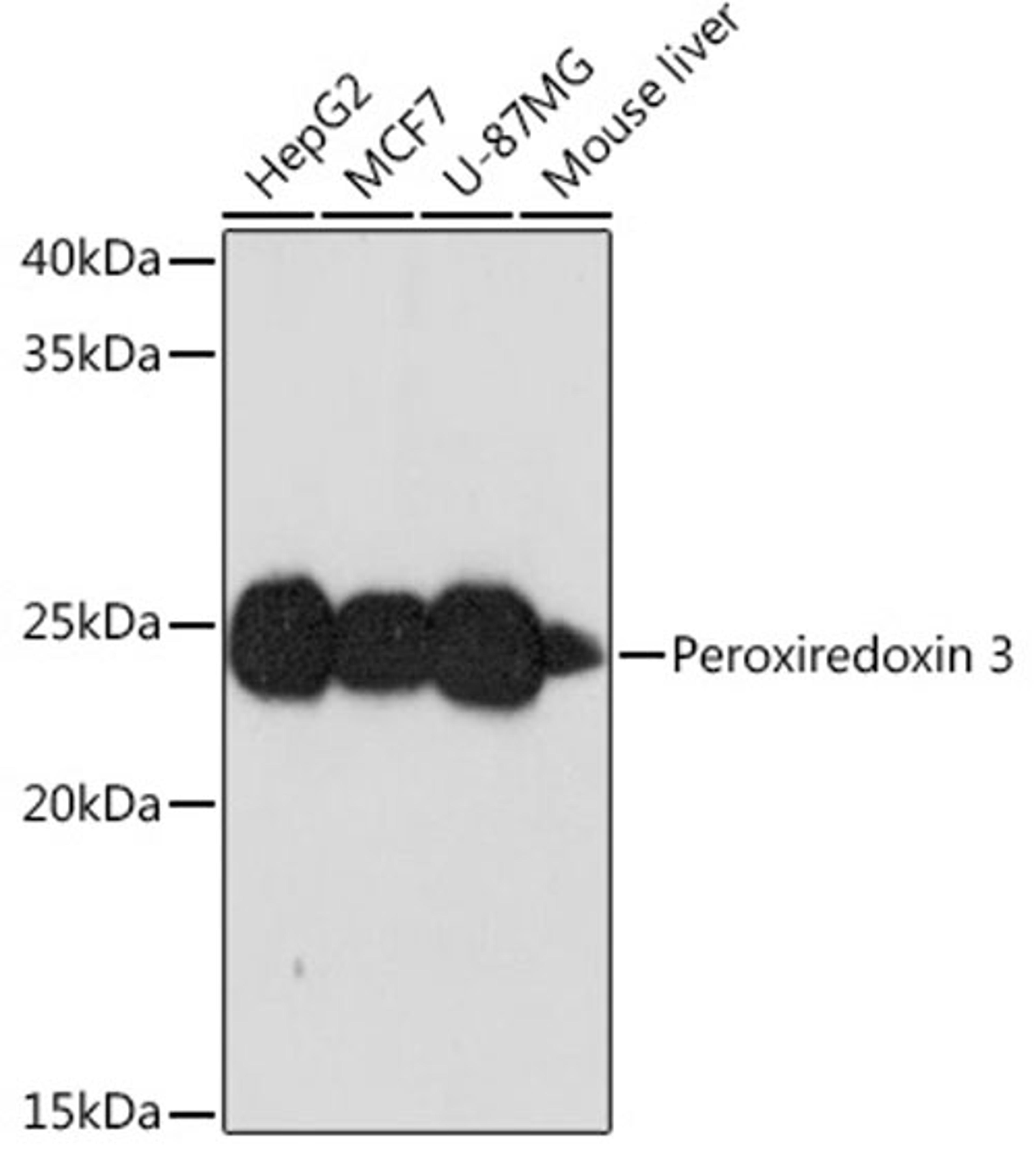 Western blot - Peroxiredoxin 3 Rabbit mAb (A2398)