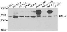 Western blot analysis of extracts of various cells using Syntaxin 1A antibody