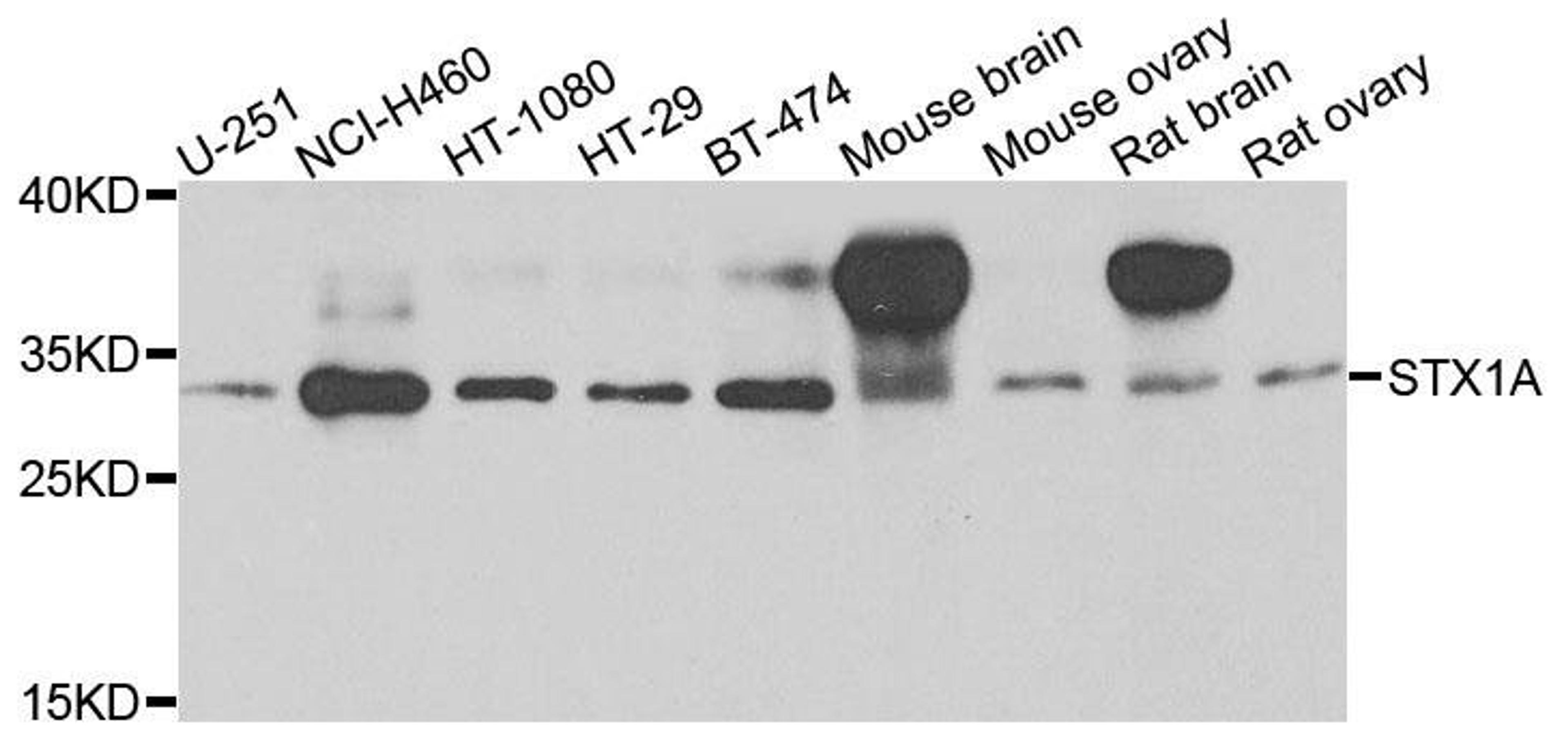 Western blot analysis of extracts of various cells using Syntaxin 1A antibody