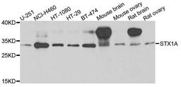 Western blot analysis of extracts of various cells using Syntaxin 1A antibody