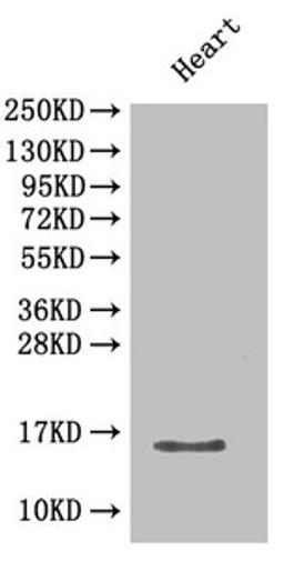 Western Blot. Positive WB detected in: Mouse heart tissue. All lanes: Cxcl5 antibody at 2µg/ml. Secondary. Goat polyclonal to rabbit IgG at 1/50000 dilution. Predicted band size: 15 kDa. Observed band size: 15 kDa
