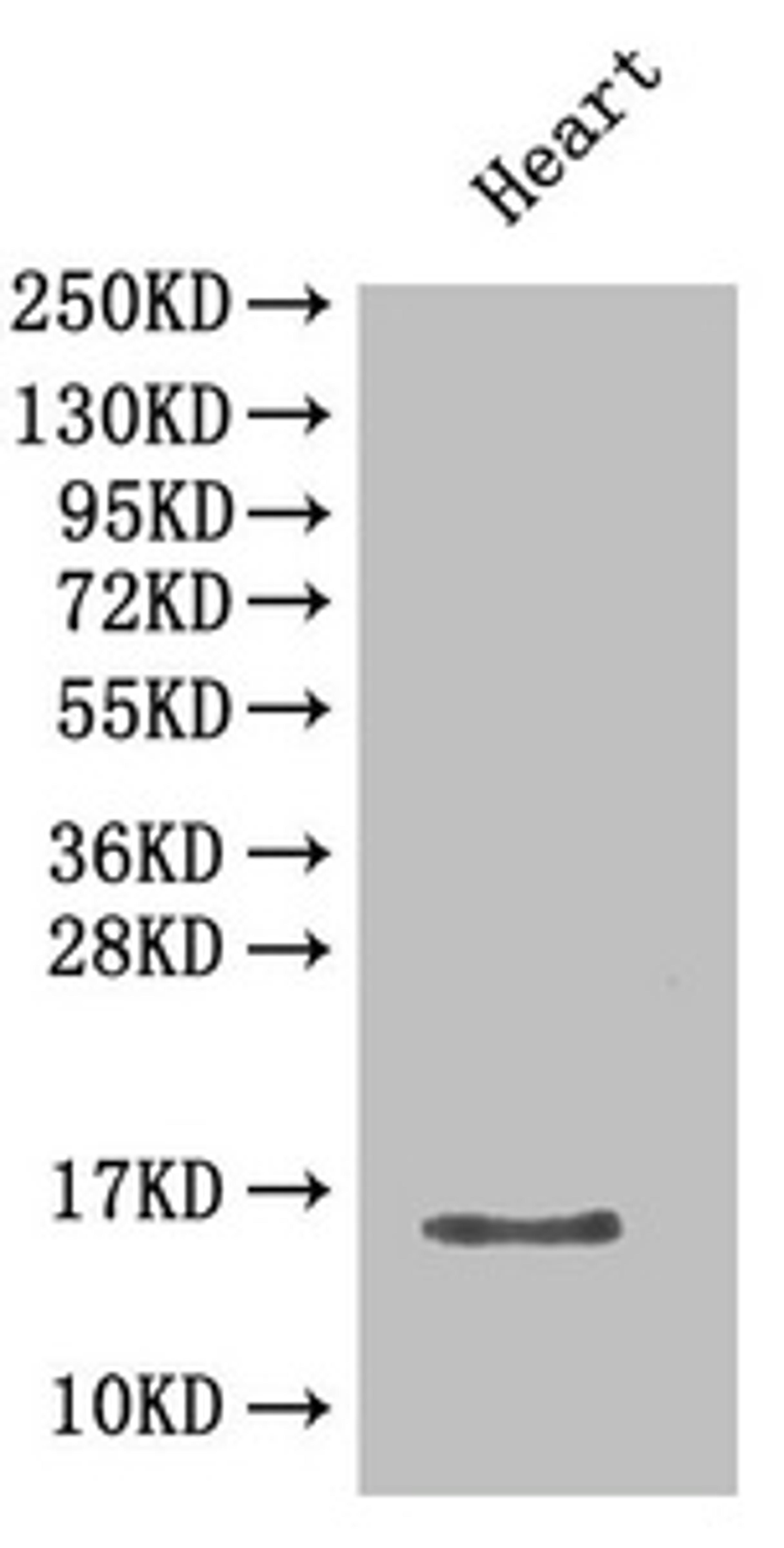 Western Blot. Positive WB detected in: Mouse heart tissue. All lanes: Cxcl5 antibody at 2µg/ml. Secondary. Goat polyclonal to rabbit IgG at 1/50000 dilution. Predicted band size: 15 kDa. Observed band size: 15 kDa