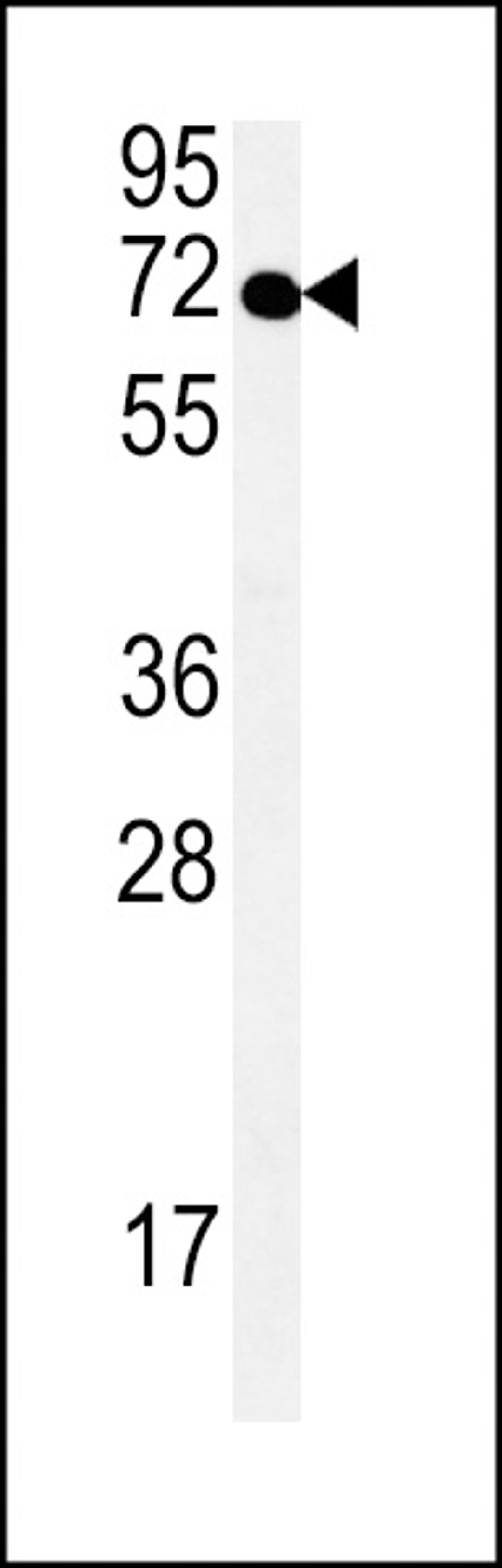 Western blot analysis in Hela cell line lysates (35ug/lane).