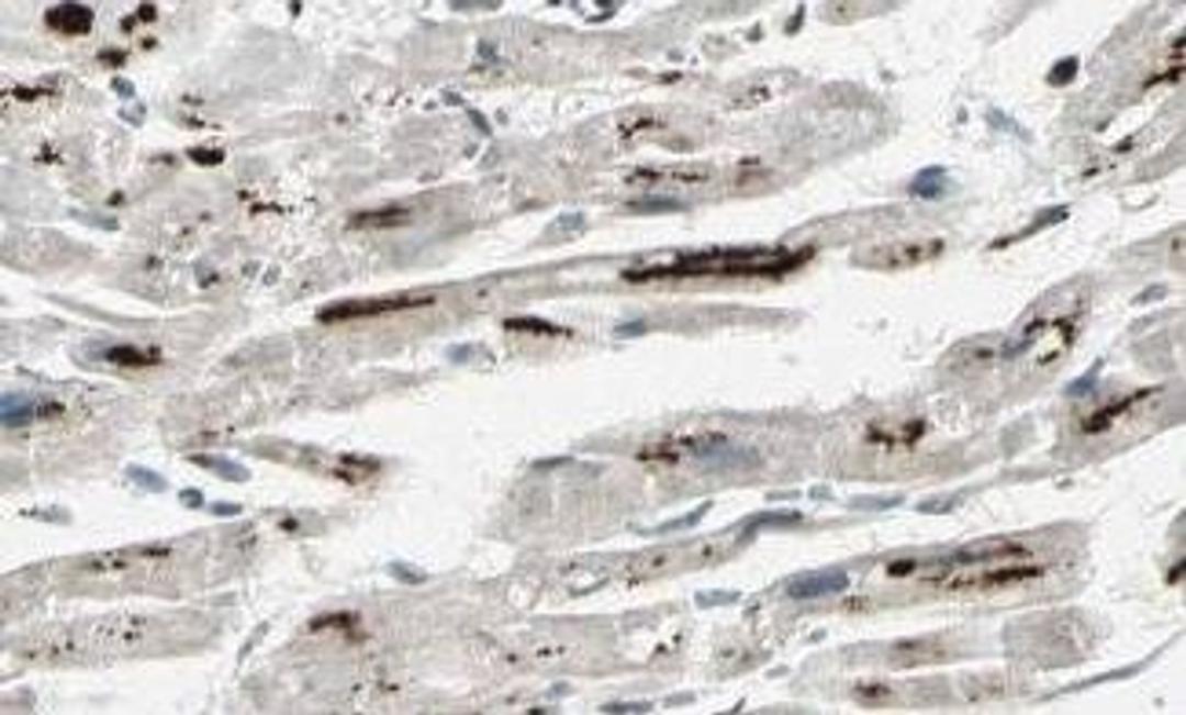 Immunohistochemical staining of human heart tissue using iASSP antibody