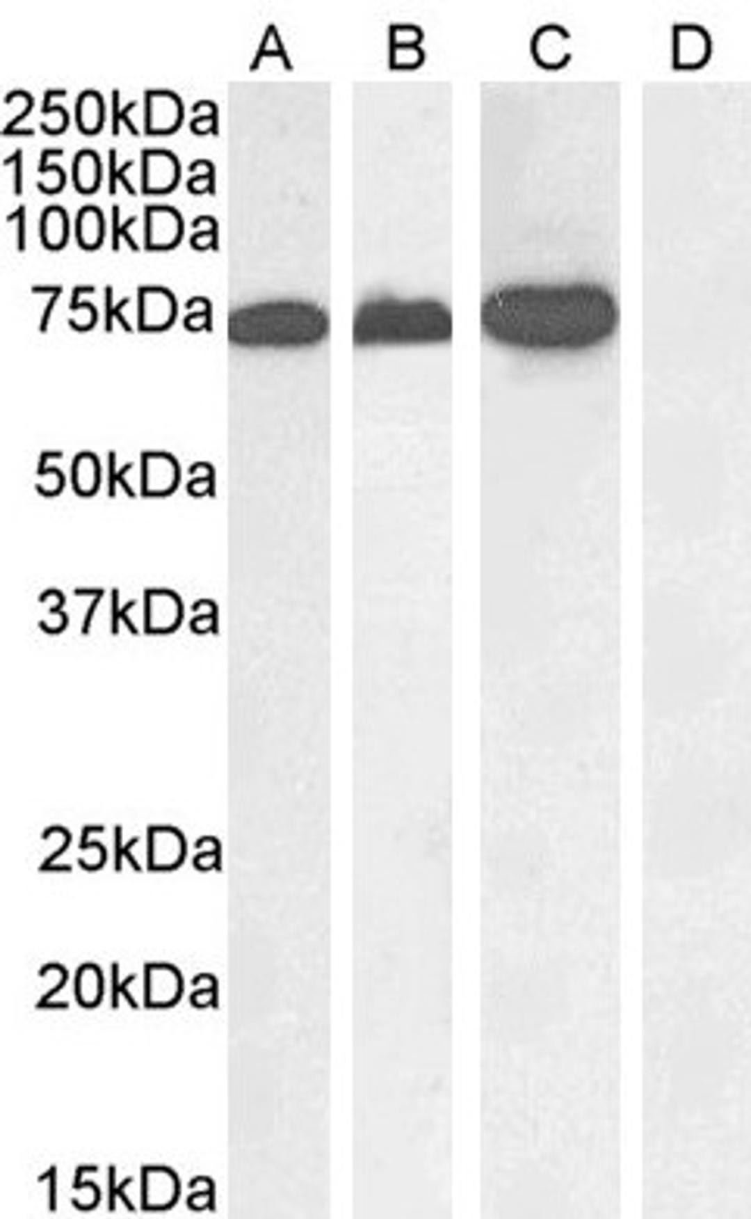 46-260 (1ug/ml) staining of A431 nuclear (A), Jurkat (B), Jurkat nuclear (C) and negative control Human Pancreas (D) lysate. (35ug protein in RIPA buffer) Detected by chemiluminescence.