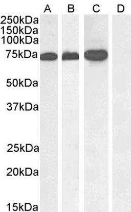 46-260 (1ug/ml) staining of A431 nuclear (A), Jurkat (B), Jurkat nuclear (C) and negative control Human Pancreas (D) lysate. (35ug protein in RIPA buffer) Detected by chemiluminescence.