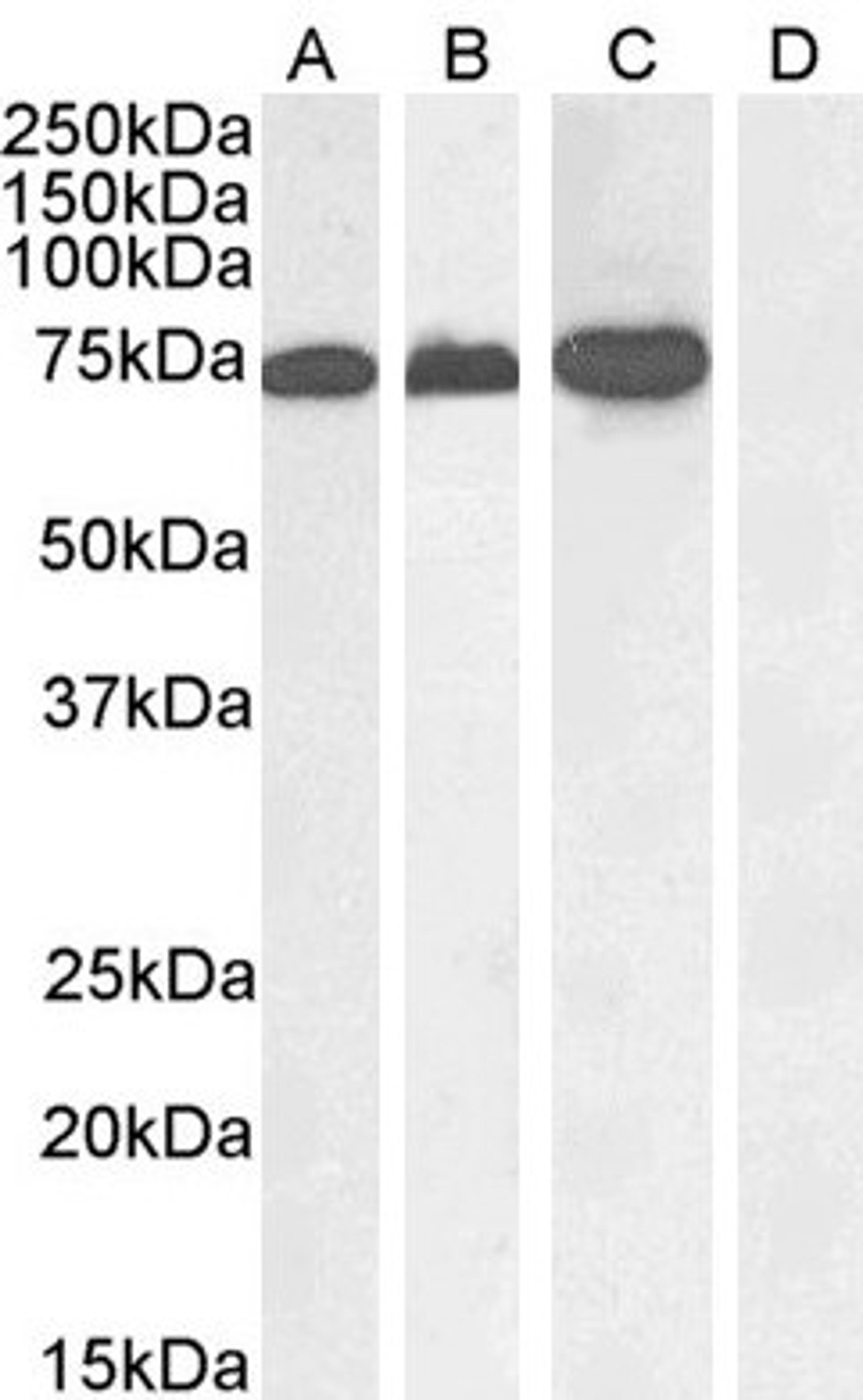 46-260 (1ug/ml) staining of A431 nuclear (A), Jurkat (B), Jurkat nuclear (C) and negative control Human Pancreas (D) lysate. (35ug protein in RIPA buffer) Detected by chemiluminescence.