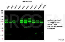 WB with anti-AAV VP1/VP2/VP3 AFDyeTM 488 antibody (Cat. No. 61058-488, 0.2 µg/ml) using capsids of different AAV serotypes as sample.