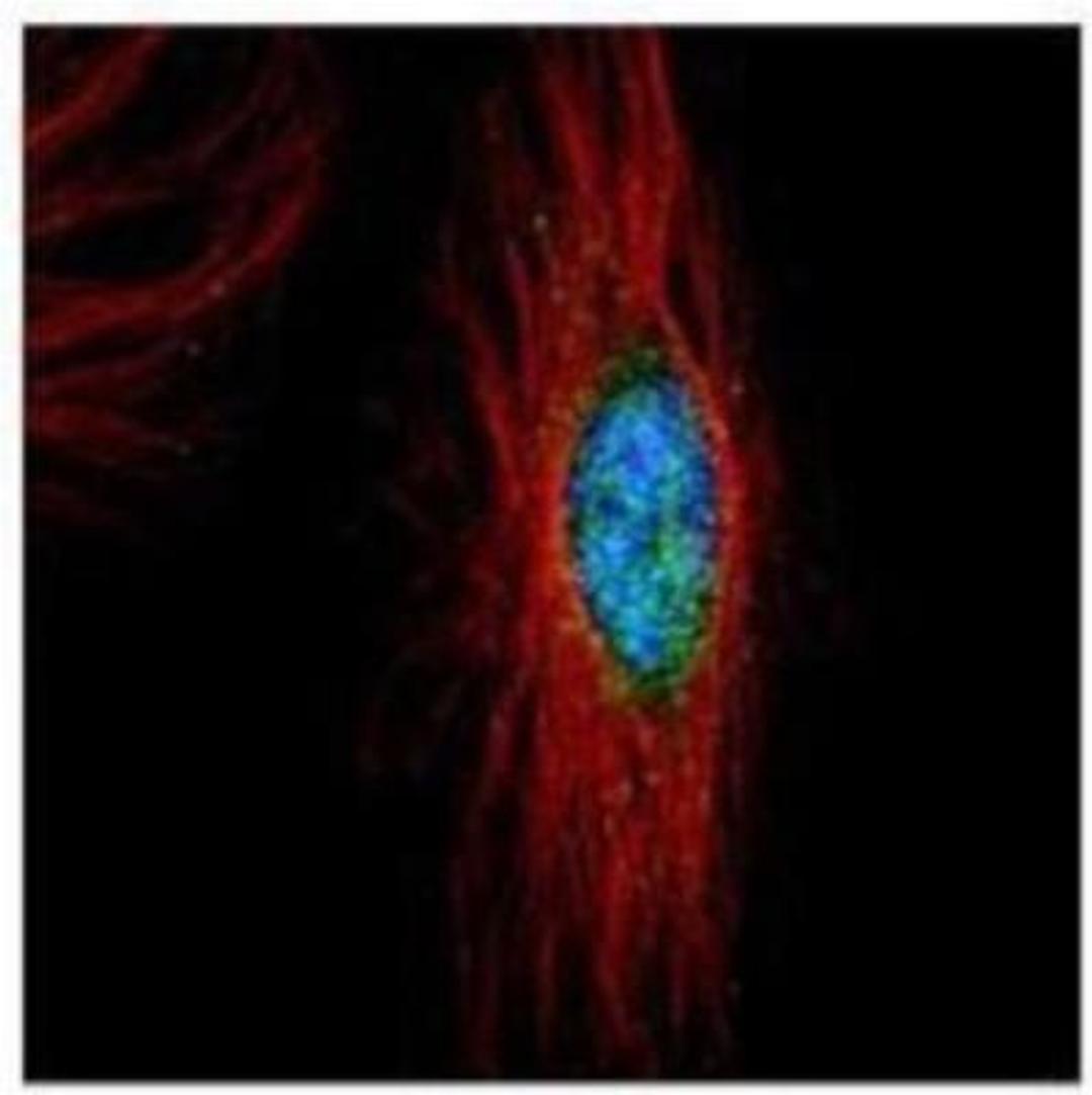 Immunocytochemistry/Immunofluorescence: PLK4 Antibody [NBP1-33402] - Methanol-fixed HeLa, using PLK4 antibody (Green) at 1:500 dilution. Alpha-tubulin filaments were labeled with Red at 1:2000.