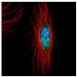 Immunocytochemistry/Immunofluorescence: PLK4 Antibody [NBP1-33402] - Methanol-fixed HeLa, using PLK4 antibody (Green) at 1:500 dilution. Alpha-tubulin filaments were labeled with Red at 1:2000.