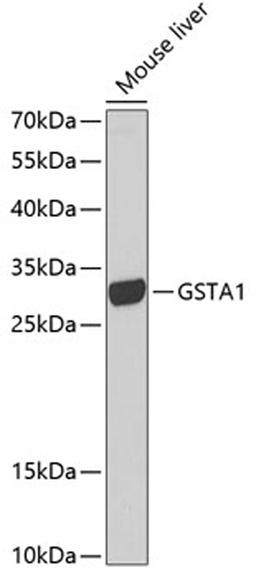 Western blot - GSTA1 antibody (A1628)