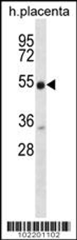 Western blot analysis in human placenta tissue lysates (35ug/lane).