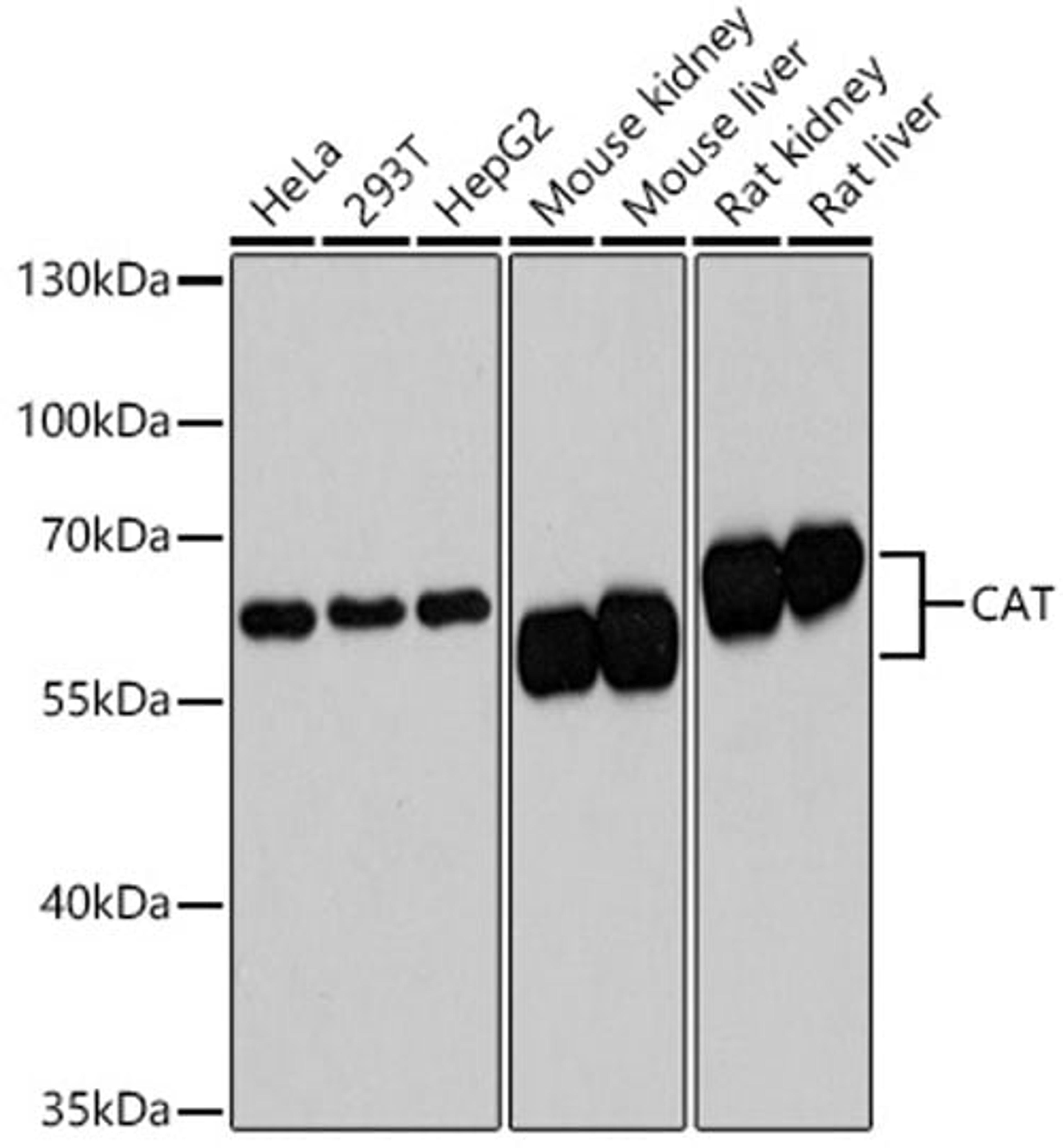 Western blot - CAT antibody (A11780)